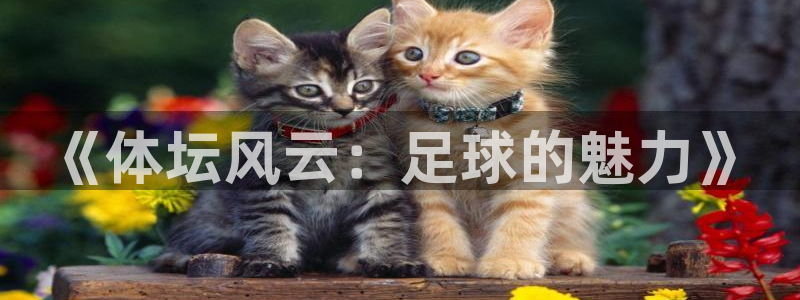 球友体育app：《体坛风云：足球的魅力》